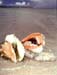 conch