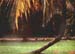 dompalm